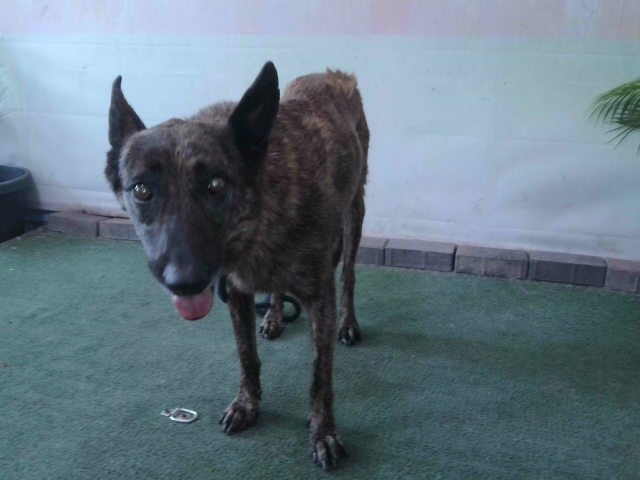 A5792782, a Belgian Shepherd Malinois, available for adoption