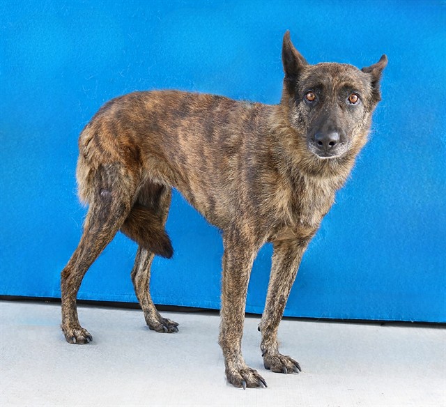 Summer, a Belgian Shepherd Malinois, available for adoption
