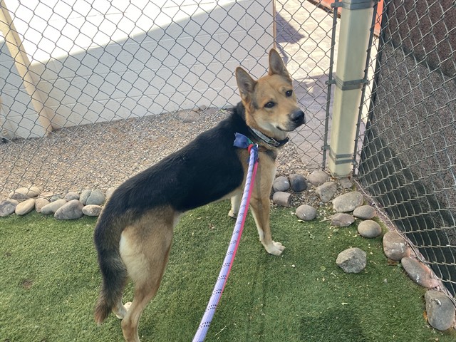 Batman, a German Pinscher, available for adoption