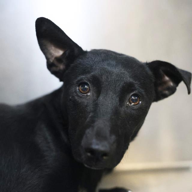Cyrus, a Terrier (mix breed), available for adoption