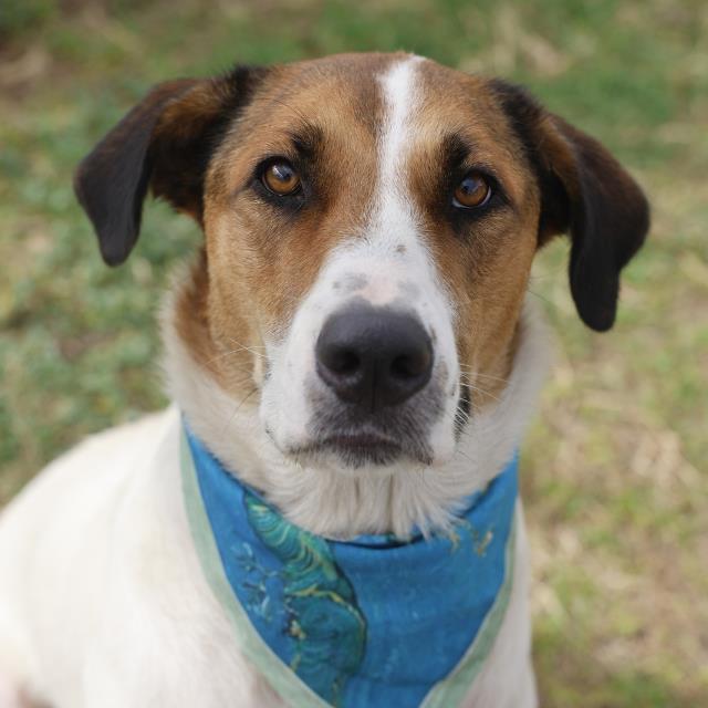 Hugo, a Foxhound (mix breed), available for adoption