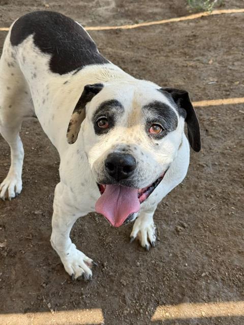 Mya, a Pit Bull Terrier, available for adoption