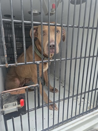 Beatyboo, a Pit Bull Terrier (mix breed), available for adoption