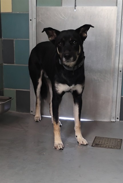 Adoptable pet photo