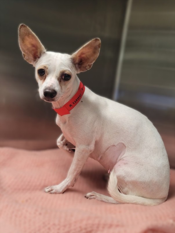Adoptable pet photo
