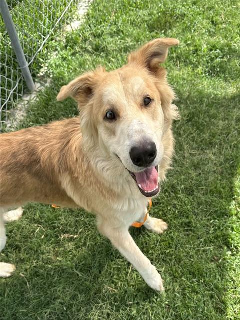 Adoptable pet photo