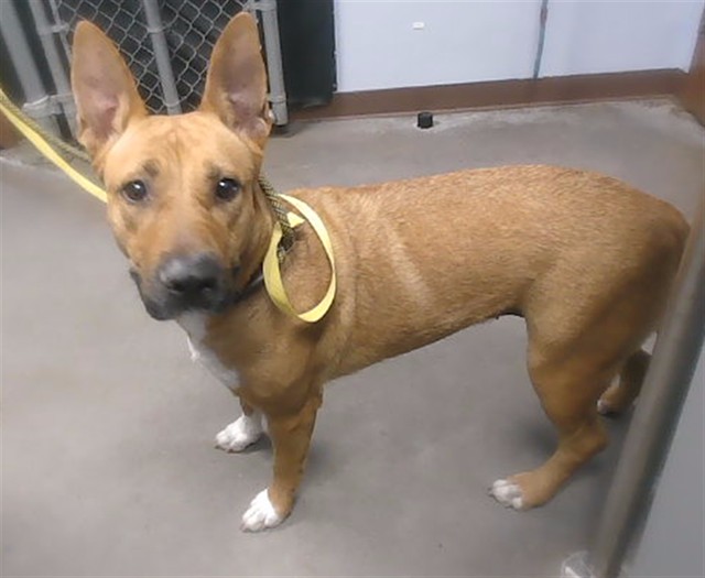 Adoptable pet photo