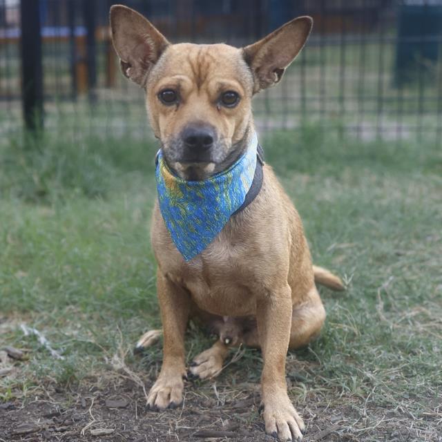 Chihuahua (mix breed) available for adoption