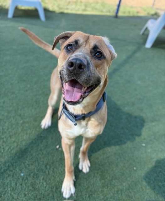Dallas, a American Staffordshire Terrier (mix breed), available for adoption