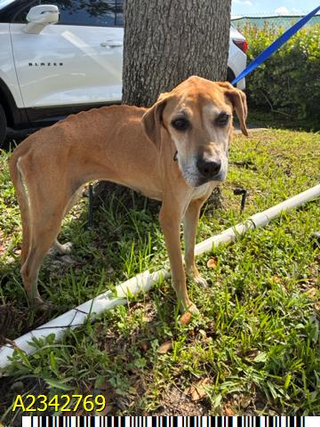 Loretta, a Labrador Retriever (mix breed), available for adoption