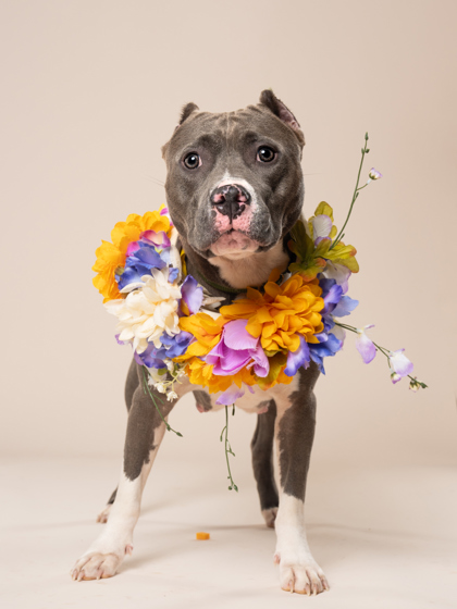 Giselle, a Pit Bull Terrier (mix breed), available for adoption