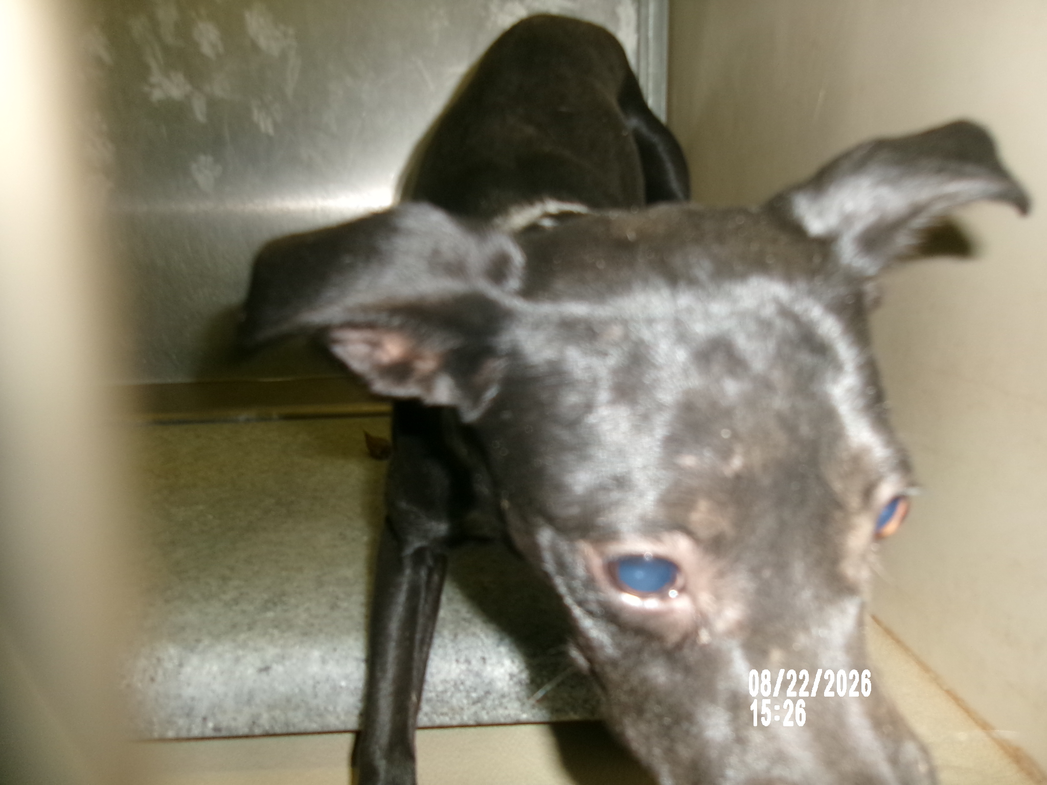 Dipper, a Terrier (mix breed), available for adoption