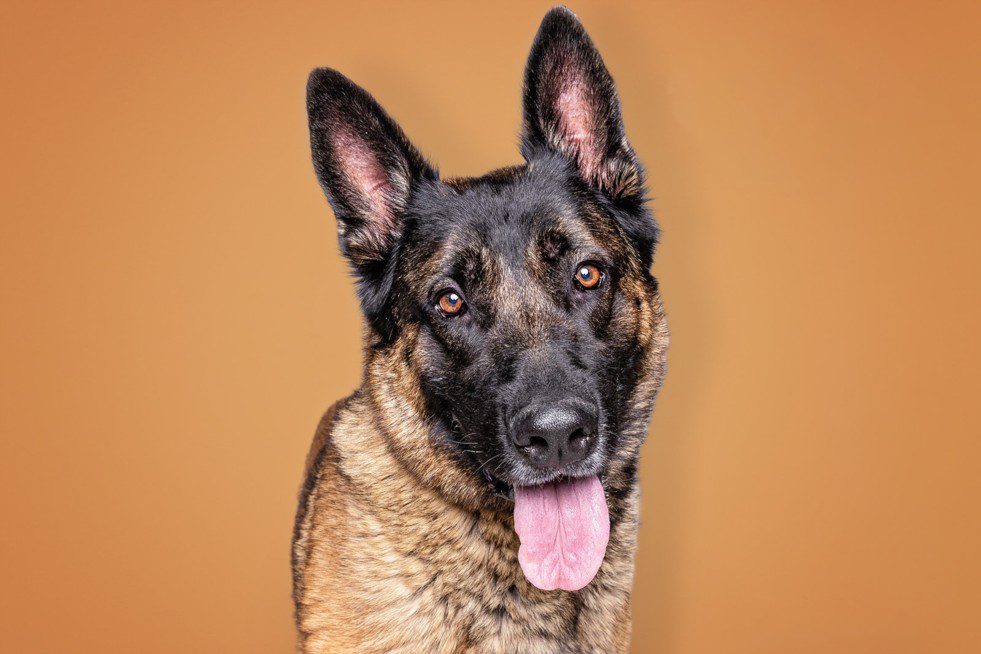 Nacho, a German Shepherd, available for adoption