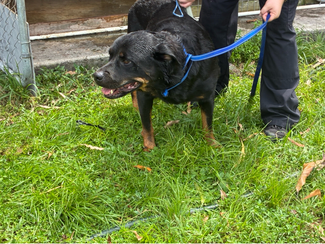 Julie, a Rottweiler, available for adoption