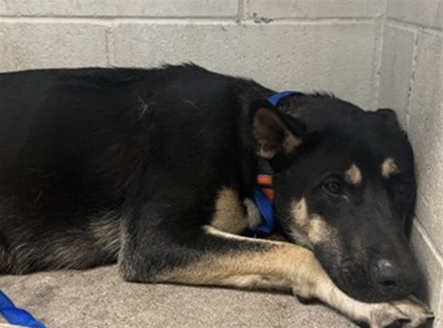 Armani, a German Shepherd, available for adoption