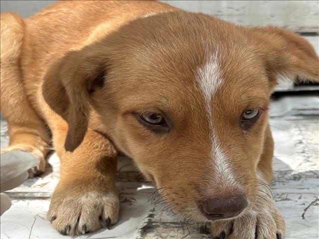 A035026, a Cattle Dog (mix breed), available for adoption