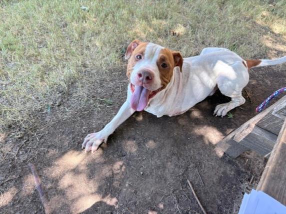 Money, a Pit Bull Terrier (mix breed), available for adoption