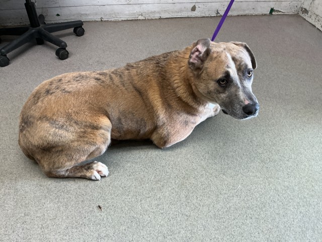 Blue, a Pit Bull Terrier (mix breed), available for adoption