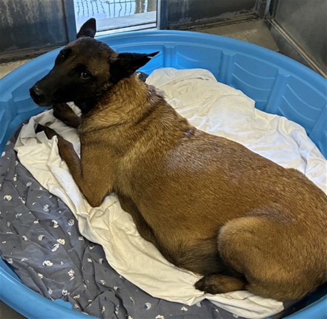 Mama Jilbertona, a Belgian Shepherd Malinois, available for adoption