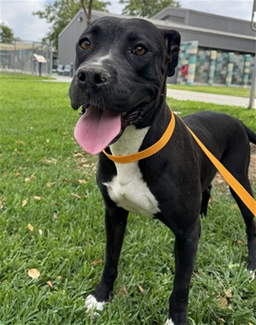 Regina, a Pit Bull Terrier, available for adoption