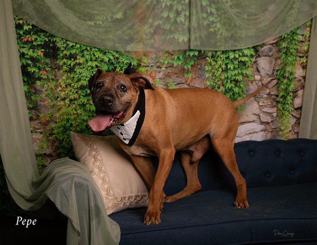 Pepe, a Pit Bull Terrier, available for adoption