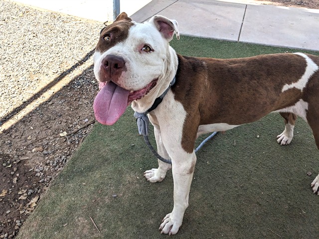 Khloe, a Bullmastiff (mix breed), available for adoption