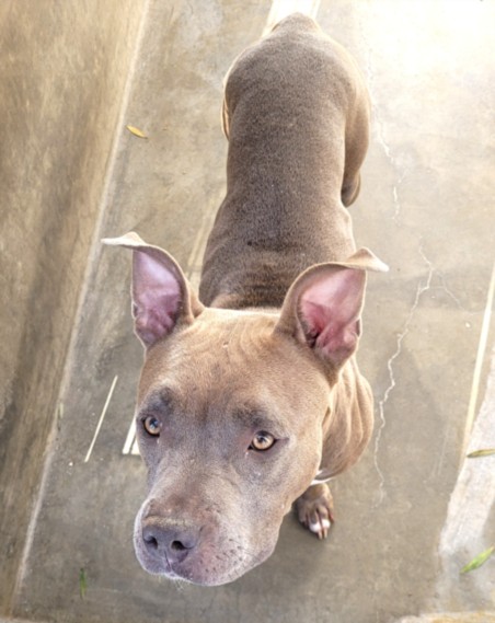 Myla, a Pit Bull Terrier, available for adoption