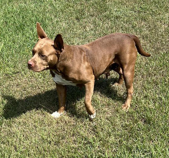 Koko, a Pit Bull Terrier, available for adoption