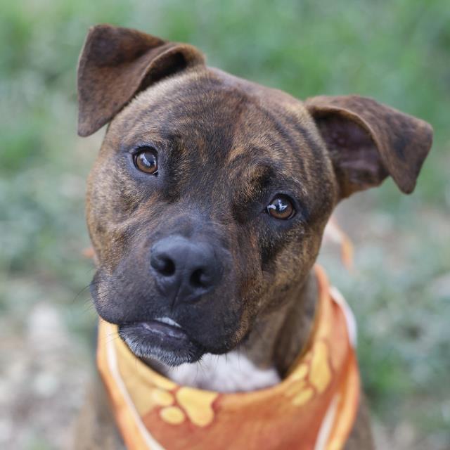 Sage, a American Staffordshire Terrier (mix breed), available for adoption