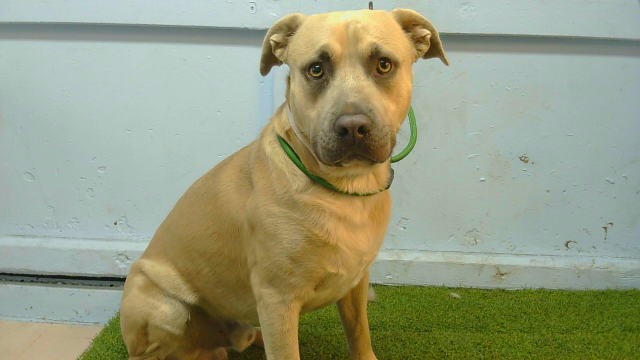 A5801171, a Bullmastiff, available for adoption