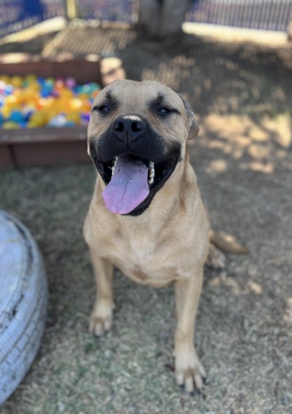 Rocky, a Black Mouth Cur, available for adoption