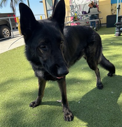 A5800550, a German Shepherd, available for adoption
