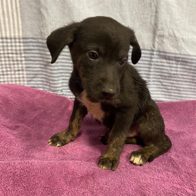 Jack, a Pit Bull Terrier, available for adoption