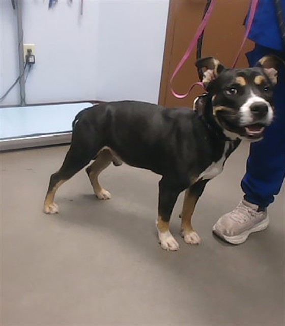Choco, a Siberian Husky (mix breed), available for adoption