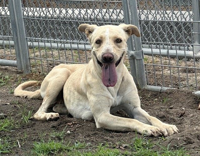 Daisy, a Shepherd (mix breed), available for adoption