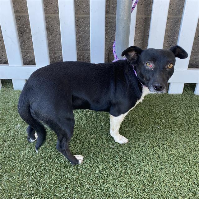 Zaza, a Rat Terrier, available for adoption