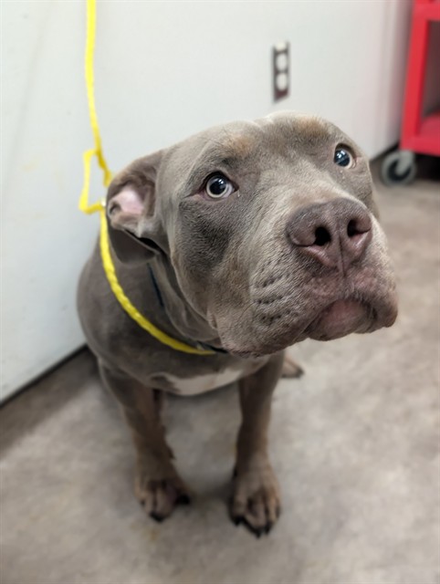 Buddy, a Pit Bull Terrier (mix breed), available for adoption