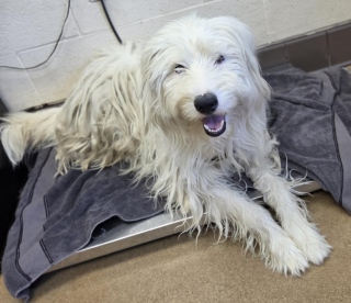 Def Leopard, a Old English Sheepdog, available for adoption