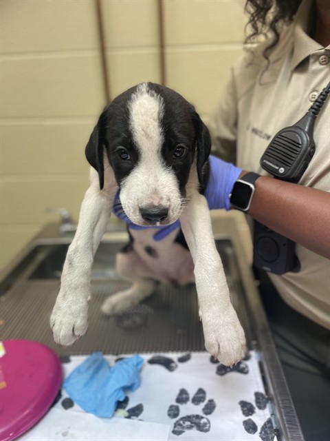 Falcon, a Bluetick Coonhound (mix breed), available for adoption