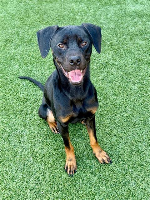 Buddy, a Rottweiler (mix breed), available for adoption