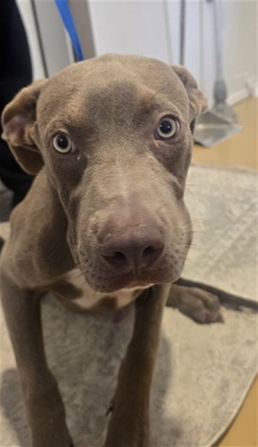 Joey, a Pit Bull Terrier (mix breed), available for adoption