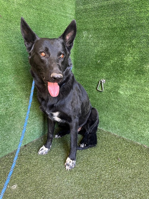 Pepper, a German Shepherd, available for adoption