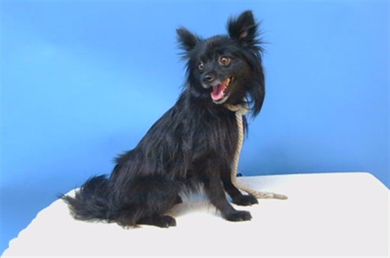 A5804216, a Papillon, available for adoption