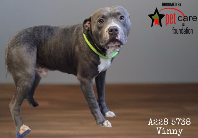 Vinny, a Pit Bull Terrier, available for adoption