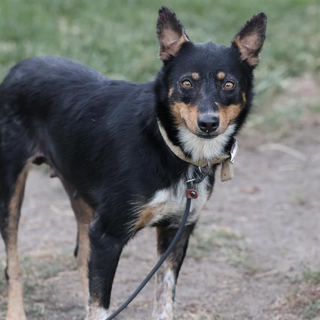 Mama Betty, a Cattle Dog, available for adoption