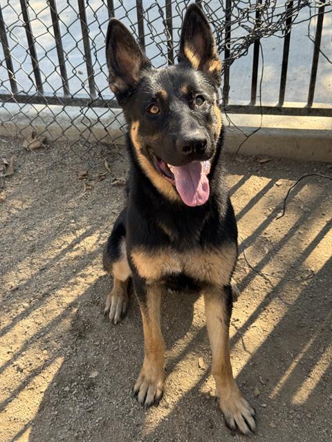 Charlie, a Shepherd, available for adoption