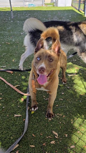 Cody, a Siberian Husky, available for adoption