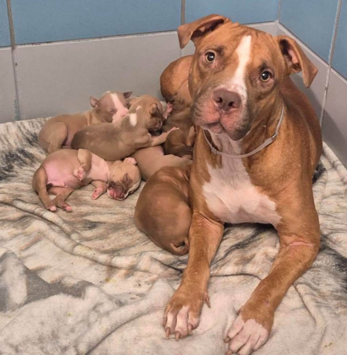 Chica + 6 Puppies, a American Staffordshire Terrier, available for adoption