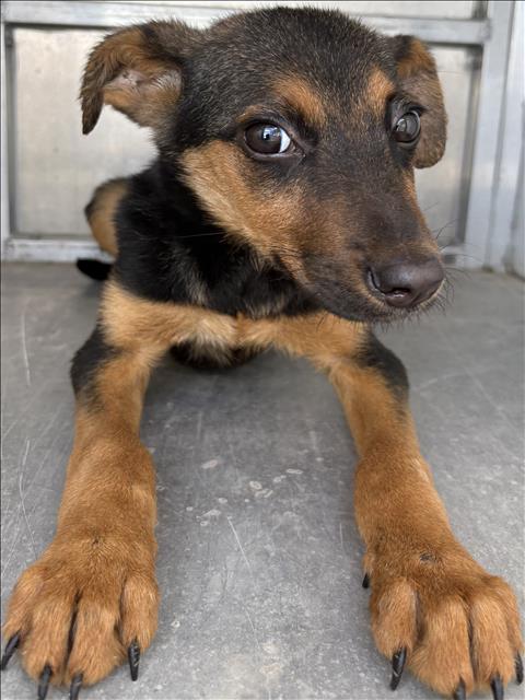 A035165, a German Pinscher, available for adoption