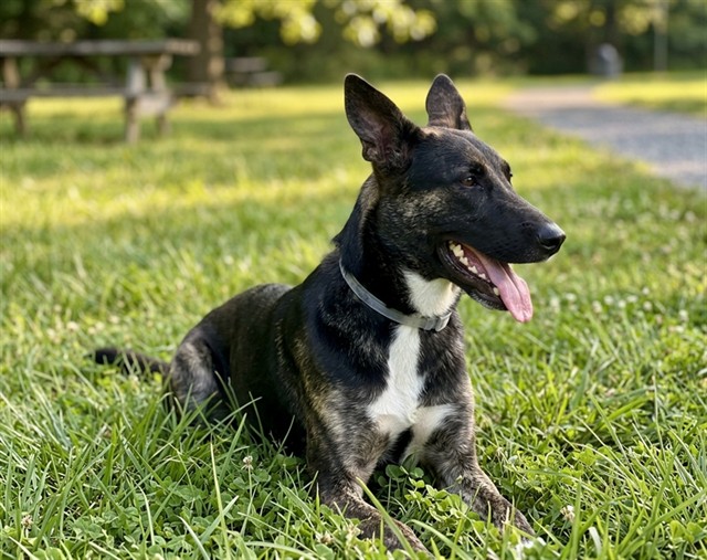 Bruster, a Border Collie, available for adoption